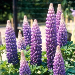 Lupin West Country Persian Slipper -Plant Promotion Shop persianslipper 2