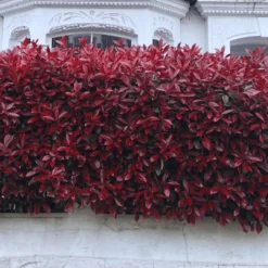 Photinia 'Red Robin' 18 Photinia 'Red Robin' -Plant Promotion Shop photinia