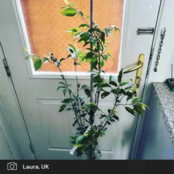 Pink Winter Flowering Cherry Tree | Prunus X Subhirtella 'Autumnalis Rosea' 8 Pink Winter Flowering Cherry Tree | Prunus X Subhirtella 'Autumnalis Rosea' -Plant Promotion Shop pink winter flower