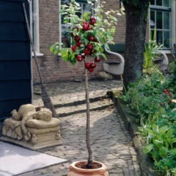 Victoria Patio Plum Tree