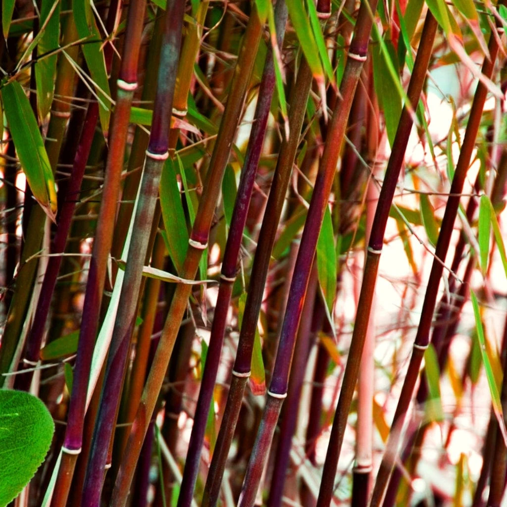 Red Bamboo | Fargesia Scabrida 'Asian Wonder' 1 Red Bamboo | Fargesia Scabrida 'Asian Wonder'