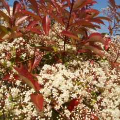 Photinia 'Red Robin' 15 Photinia 'Red Robin' -Plant Promotion Shop redrobin3