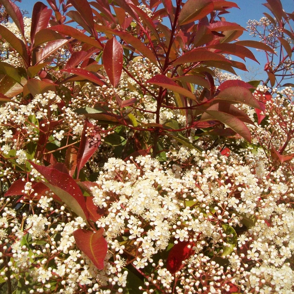 Photinia 'Red Robin' 6 Photinia 'Red Robin' - Image 6