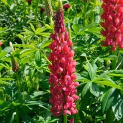 Lupin West Country Red Rum 5 Lupin West Country Red Rum -Plant Promotion Shop redrum 1