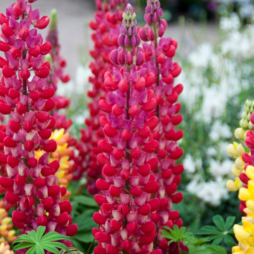 Lupin West Country Red Rum 1 Lupin West Country Red Rum