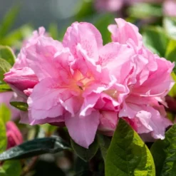 Best Flowering Shrubs -Plant Promotion Shop rhodo2