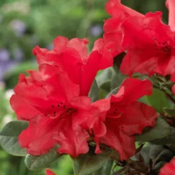 Best Shrubs For Shade 11 Best Shrubs For Shade -Plant Promotion Shop rhodo de806ad1 c6ba 4cd2 9c93 a143f6486098
