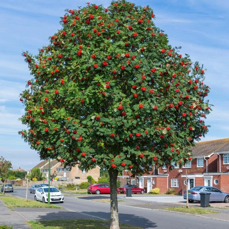 Mountain Ash Rowan Tree | Sorbus Aucuparia 1 Mountain Ash Rowan Tree | Sorbus Aucuparia