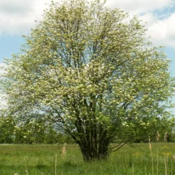 Multi-Stem Mountain Ash Rowan Tree | Sorbus Aucuparia