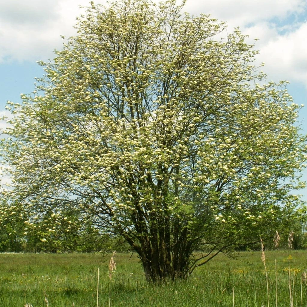 Multi-Stem Mountain Ash Rowan Tree | Sorbus Aucuparia 1 Multi-Stem Mountain Ash Rowan Tree | Sorbus Aucuparia