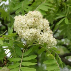 Multi-Stem Mountain Ash Rowan Tree | Sorbus Aucuparia 7 Multi-Stem Mountain Ash Rowan Tree | Sorbus Aucuparia -Plant Promotion Shop rowanmultistem 3