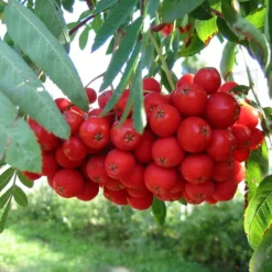 Multi-Stem Mountain Ash Rowan Tree | Sorbus Aucuparia 9 Multi-Stem Mountain Ash Rowan Tree | Sorbus Aucuparia -Plant Promotion Shop rowanmultistem 5