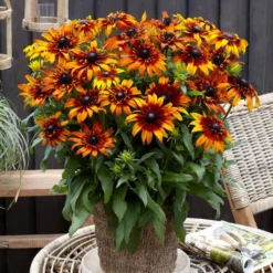 Rudbeckia 'Summerina Fringle Fudge'