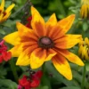Rudbeckia 'Sunbeckia Mia'