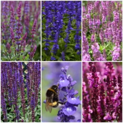 Spectacular Salvia Collection -Plant Promotion Shop salviacol 1 scaled