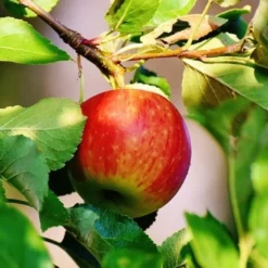 Best Apple Trees For Any Purpose | Growers' Choice -Plant Promotion Shop scrumptiousapple b3f96318 f1b6 418c 9d63 d2d1a806f6cb