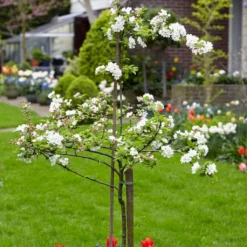 Scrumptious® Apple Tree -Plant Promotion Shop scrumptiousblossom