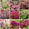 Ultimate Sedum Collection