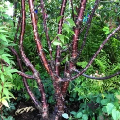 Multi Stem Tibetan Cherry Tree | Prunus Serrula -Plant Promotion Shop serrula multstem