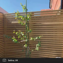 Silver Birch Tree | Betula Pendula 16 Silver Birch Tree | Betula Pendula -Plant Promotion Shop silver birch ugc