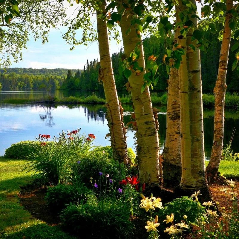 Silver Birch Tree | Betula Pendula 3 Silver Birch Tree | Betula Pendula - Image 3