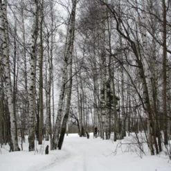 Silver Birch Tree | Betula Pendula 14 Silver Birch Tree | Betula Pendula -Plant Promotion Shop silverbirch3