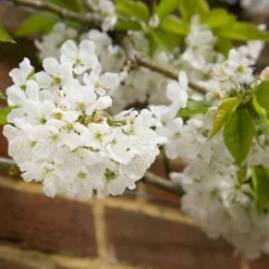 Sunburst Cherry Tree -Plant Promotion Shop sunburstblossom
