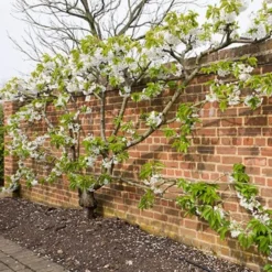Sunburst Cherry Tree -Plant Promotion Shop sunburstfantrained