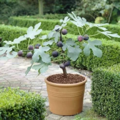 The 3 Best Fruits To Grow In Pots | Nectarine, Fig & Blueberry -Plant Promotion Shop turnkey brown fig de6d1d23 89b0 44cf 8746 f13eb9b3e648