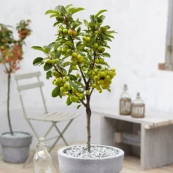 'Golden Hornet' Crabapple Tree -Plant Promotion Shop unnamed