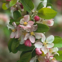 'Golden Hornet' Crabapple Tree -Plant Promotion Shop unnamed 2