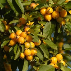 'Golden Hornet' Crabapple Tree -Plant Promotion Shop unnamed 3