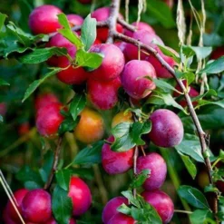 The 3 Top Performing Fruit Trees To Grow In The UK | Apple, Pear & Plum -Plant Promotion Shop victoria plum tree 2 6a6ffe5f 3f01 456a 914a 199eaacd020f