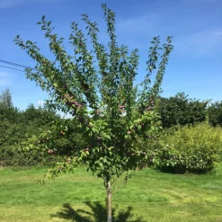 3 Super Easy To Grow Fruit Trees | Apple, Fig & Plum -Plant Promotion Shop victoriaplumyoungtree 374b3197 2b25 4629 951c 4dbfc0e4e568 scaled