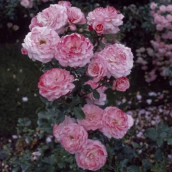 'Sexy Rexy' Floribunda Rose 6 'Sexy Rexy' Floribunda Rose -Plant Promotion Shop vima05159 sexy rexy
