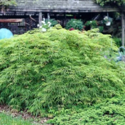 Green Weeping Japanese Maple Tree | Acer Palmatum 'Dissectum Viride' -Plant Promotion Shop viride 3