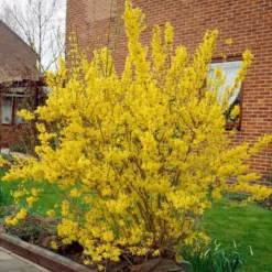 Golden Bells | Forsythia Intermedia 'Spectabilis' -Plant Promotion Shop visi01936 f12b9584 a592 437f a269 0509ce1897c0