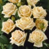 'Diamond Jubilee' Hybrid Tea Rose