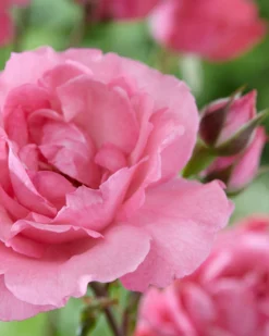'Palace Tabor' Patio Shrub Rose -Plant Promotion Shop visi116302 tabor