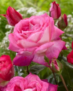 'Patio Hit Dafne' Patio Shrub Rose -Plant Promotion Shop visi116548 dafne