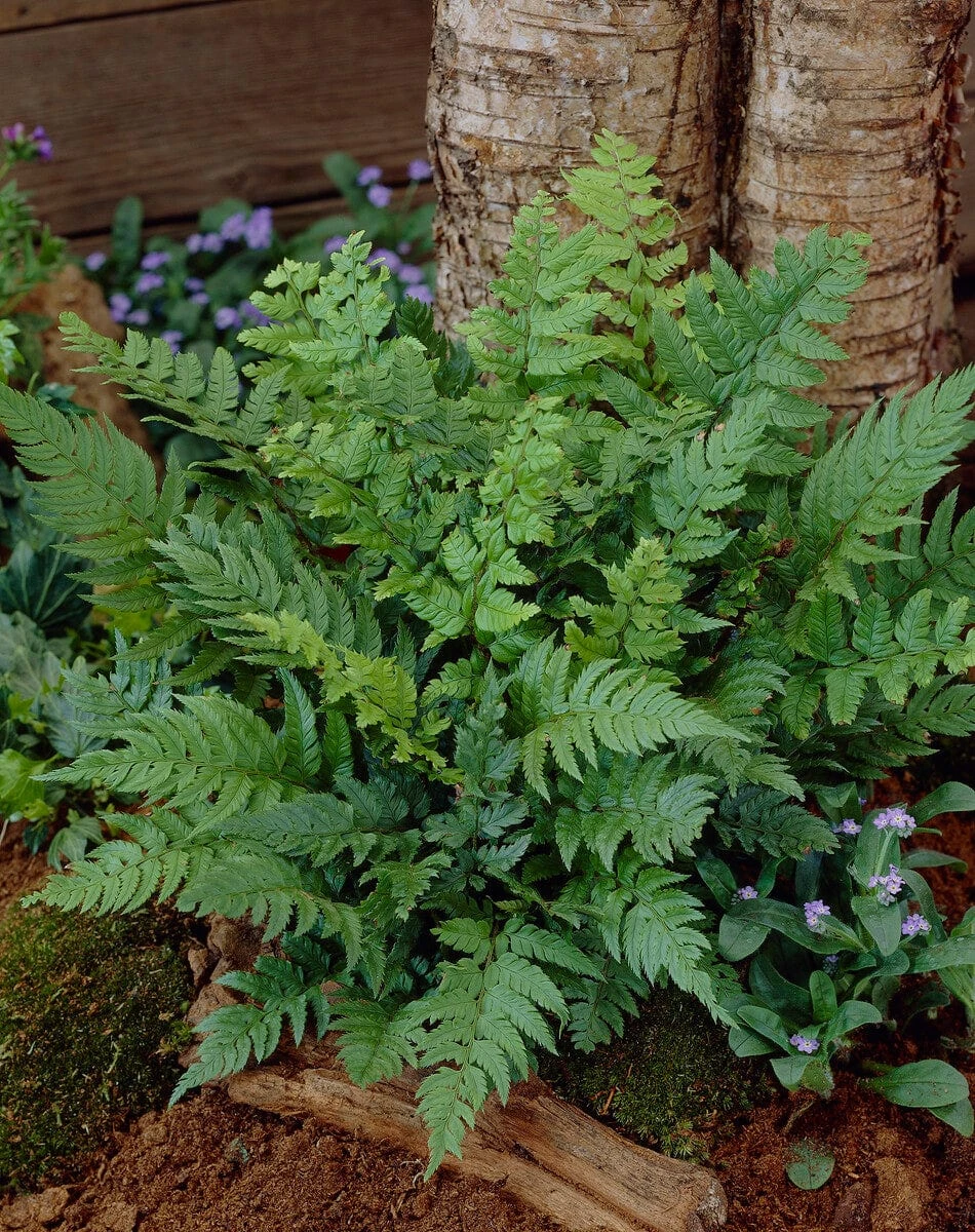 Black Wood Fern | Dryopteris Atrata 1 Black Wood Fern | Dryopteris Atrata