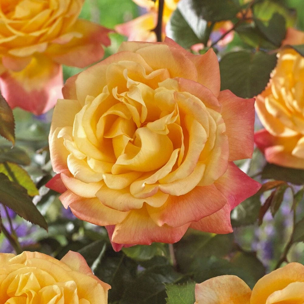 'Caribbean Dawn' Patio Shrub Rose 1 'Caribbean Dawn' Patio Shrub Rose