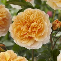'Duchess Of Cornwall' Hybrid Tea Rose -Plant Promotion Shop visi129478 duchess