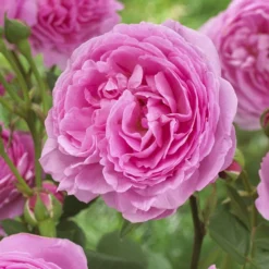 'Pink Martini' Hybrid Tea Rose -Plant Promotion Shop visi129959 pink martini