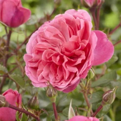 'Pure Poetry' Hybrid Tea Rose 6 'Pure Poetry' Hybrid Tea Rose -Plant Promotion Shop visi130078 pure poetry