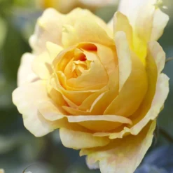'Global Beauty (Candlelight)' Hybrid Tea Rose -Plant Promotion Shop visi130248 candlelight
