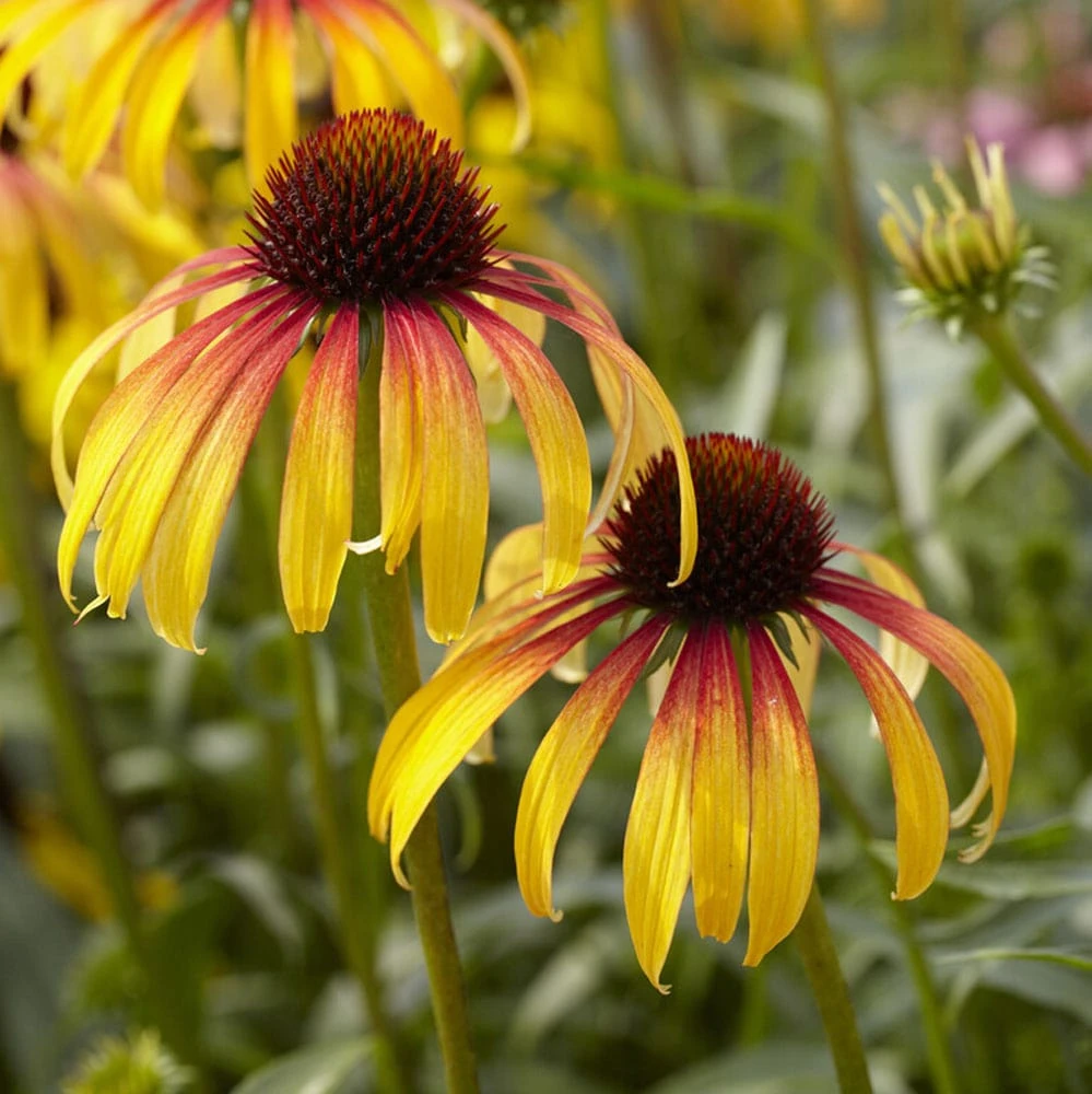 Echinacea 'Parrot' 1 Echinacea 'Parrot'