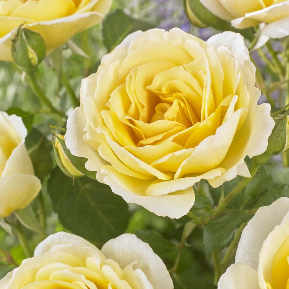 'Joyful Celebration' Hybrid Tea Rose 1 'Joyful Celebration' Hybrid Tea Rose