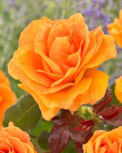 'Palace Fleur' Patio Shrub Rose