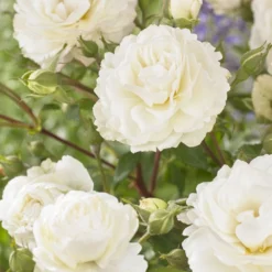 'Sweet Child Of Mine' Floribunda Rose -Plant Promotion Shop visi163673 sweet child of mine